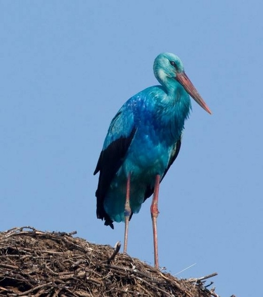 Video Of The Week - A Blue Stork!