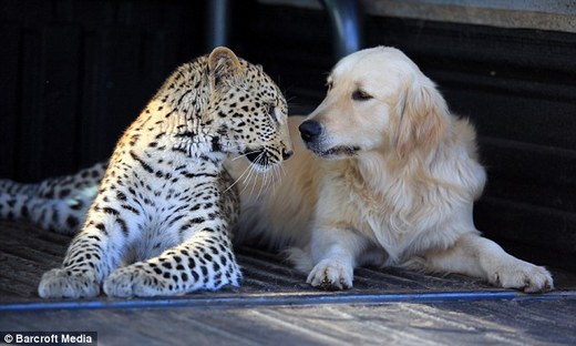 Wild Cat Forges An Unusual Bond With Family Pet