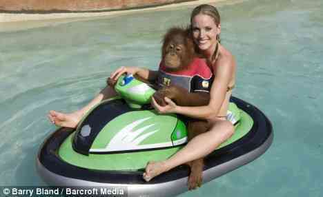 A Jet-Skiing Orangutan!