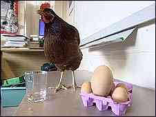 Video Of The Week - The Hen That Lays Giant Eggs