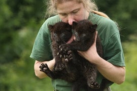 Video Of The Week - Berlin Zoo Welcome Panther Twins