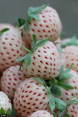 Pineberry - The New Exotic Fruit?