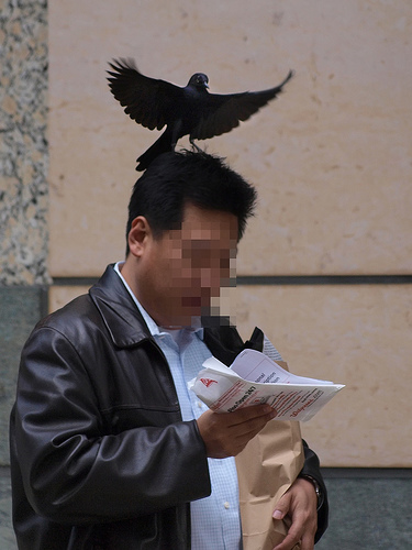 Video Of The Week - San Franciscans Get 'Swooped' By Mischievous Blackbird