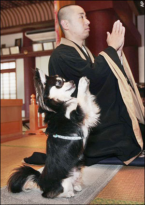 This Dog Loves To Pray