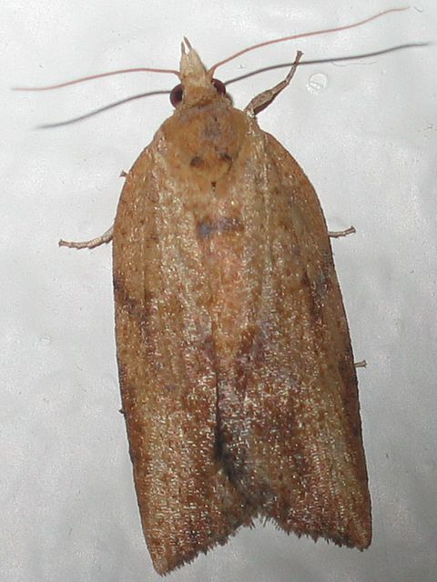 California Vs. The Light Brown Apple Moth