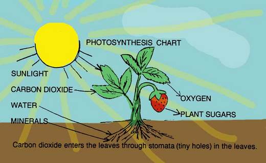 Video Of The Week - Jam To The Photosynthesis Rap