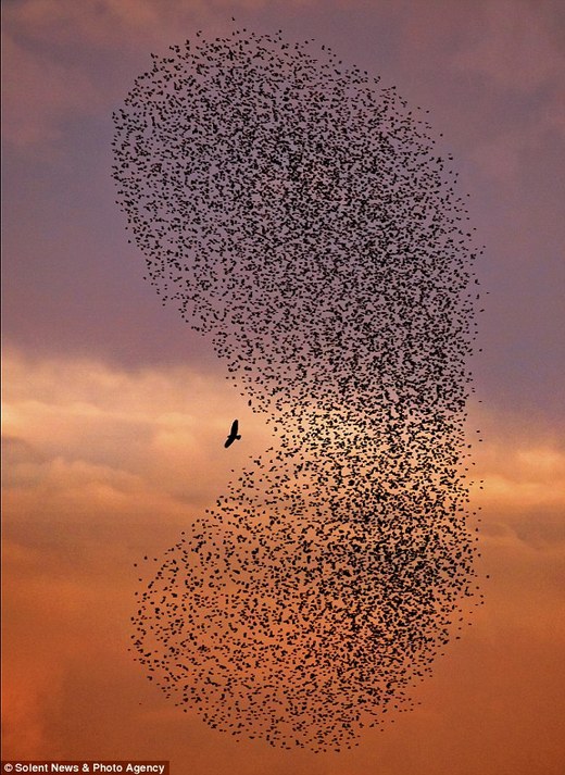 Tiny Starlings Unite To Ward Off Predator