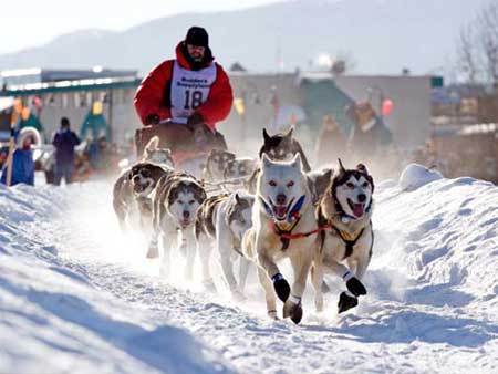 Alaska's Legendary Dog Sled Race - The Iditarod, Has Begun!