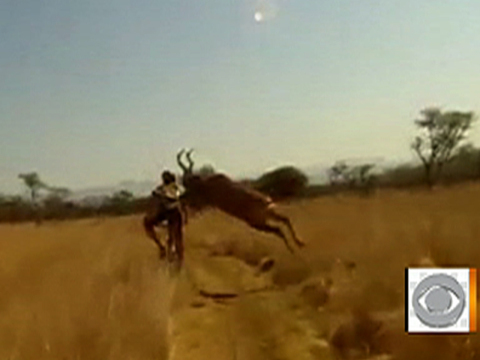 Video Of The Week - Antelope Takes Out Racing Cyclist